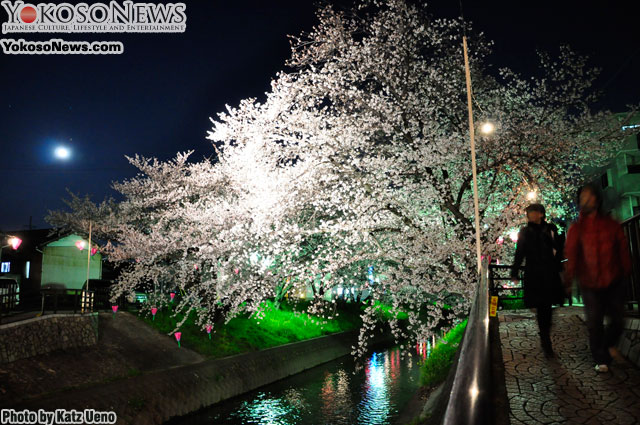 20120507.03.IwakuraSakura_DSC0337.jpg