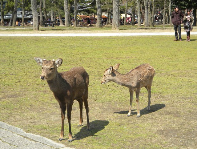 20110326.01.nara.JPG